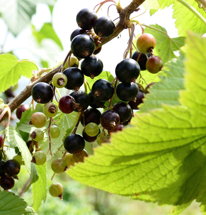 Aronia Balsam Lenz Linie