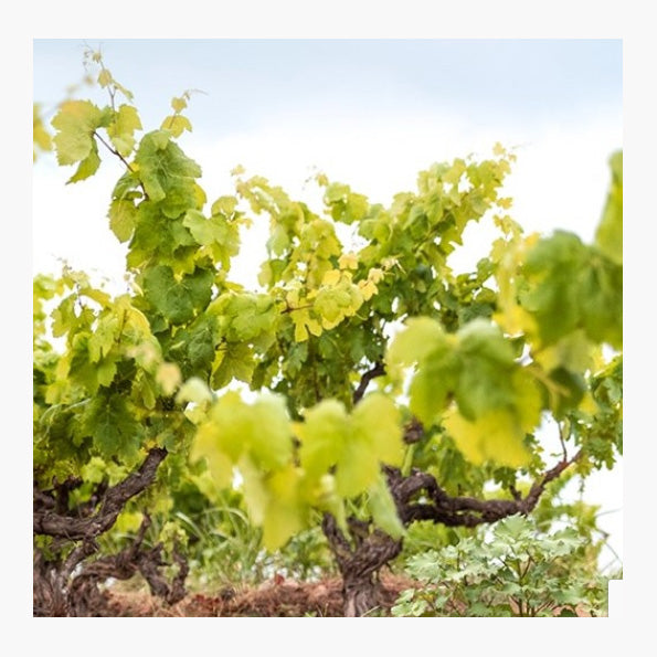 Forvm Cabernet Sauvignon 8 Jahre