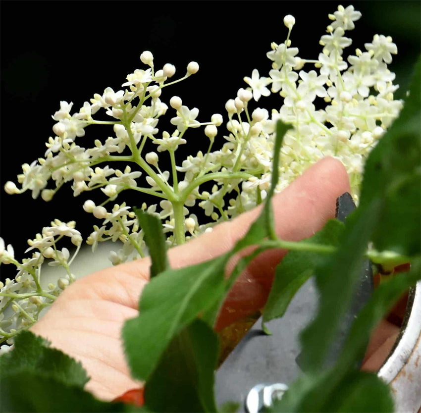 Holunderblüten-Balsam Lenz