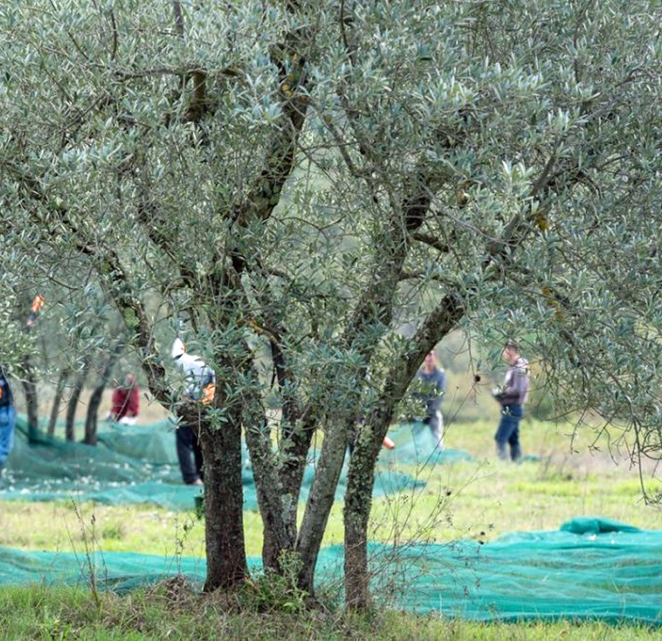 Olivenöl Taggiasca Mosto Oro von Calvi