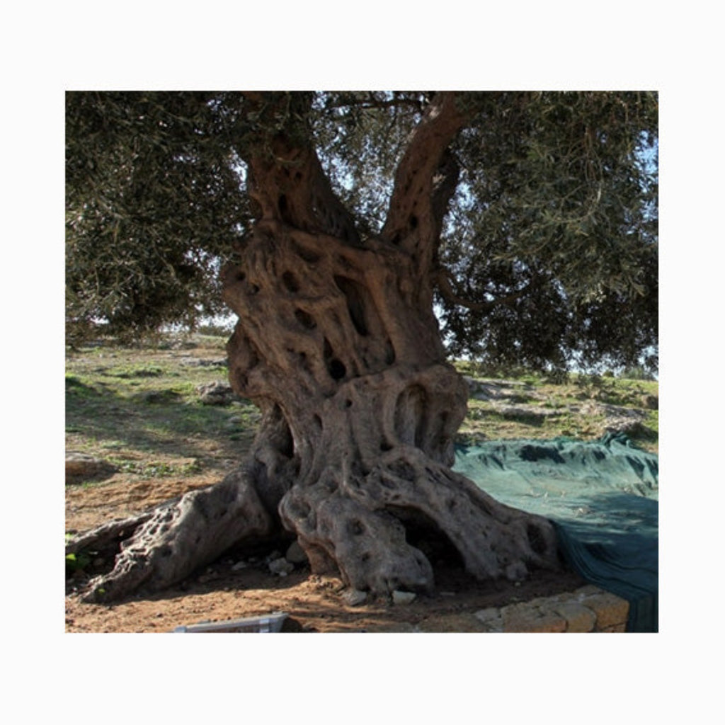 Olivenöl Diodoros Val Paradiso