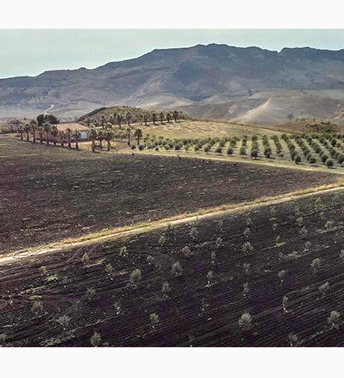 Olivenöl Val Paradiso Sicilia BIO