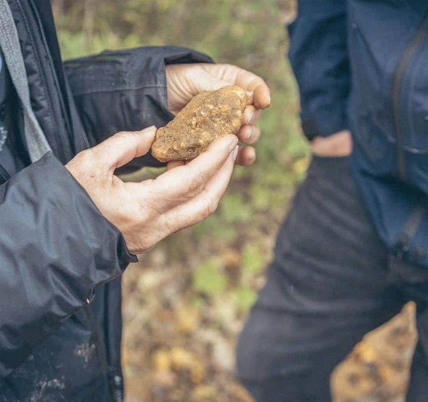 Weiße Trüffel - magnatum pico