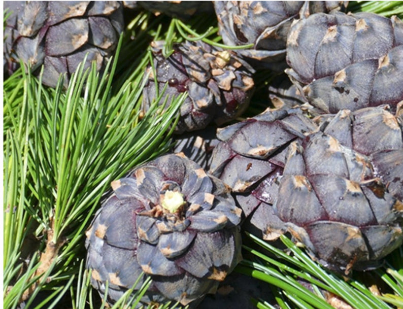 Zirbenbalsam Lenz Linie