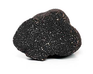Schwarzer Wintertrüffel - Perigord