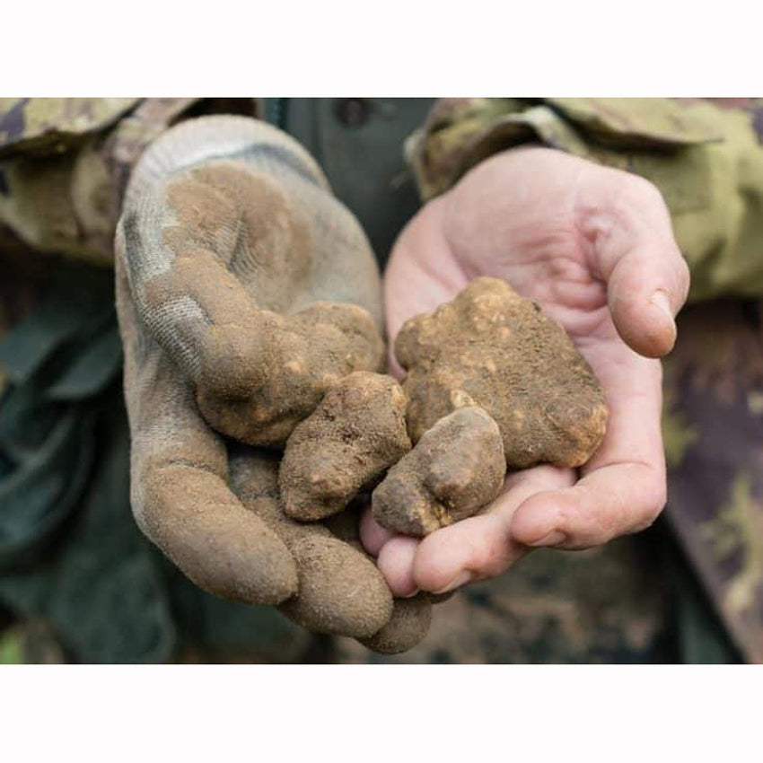 Weiße Trüffel - magnatum pico