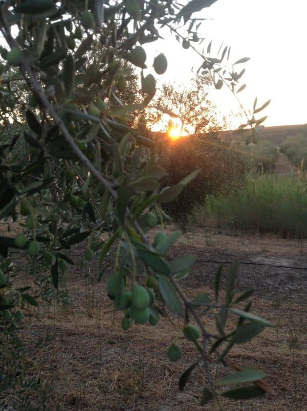 Arbequina Olivenbaum